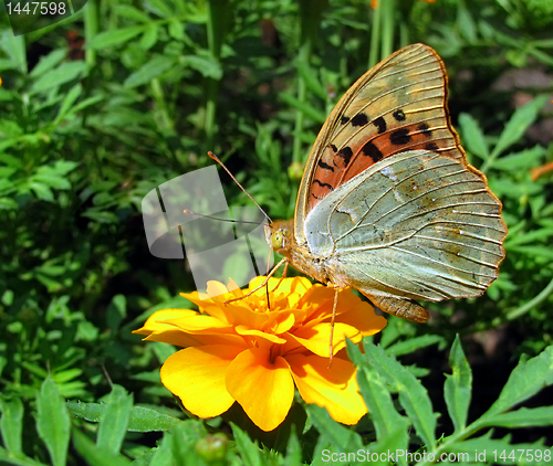 Image of butterfly on flower