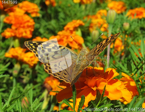 Image of butterfly (Silver-washed Fritillary)