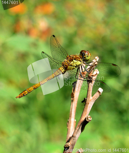 Image of dragonfly