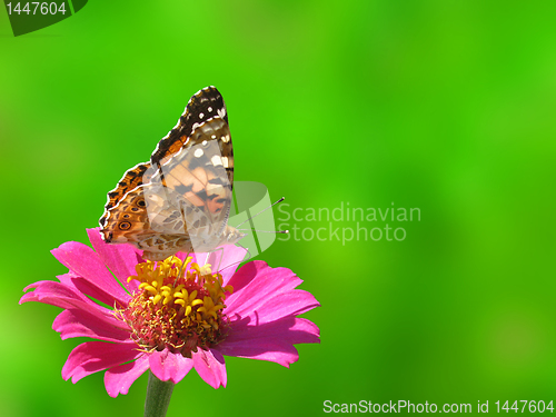 Image of summer background