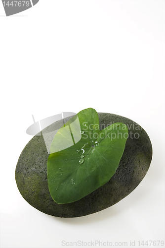 Image of Leaf and Stone