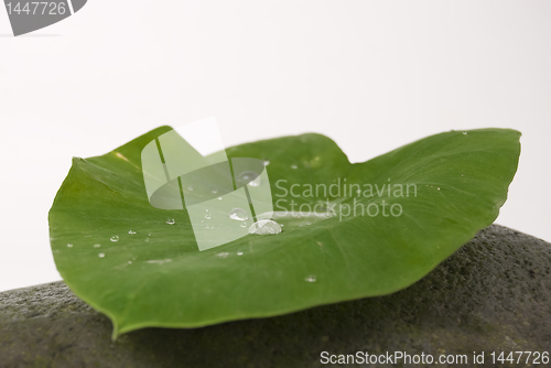 Image of Leaf and Stone