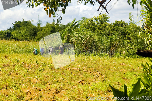 Image of Hikers