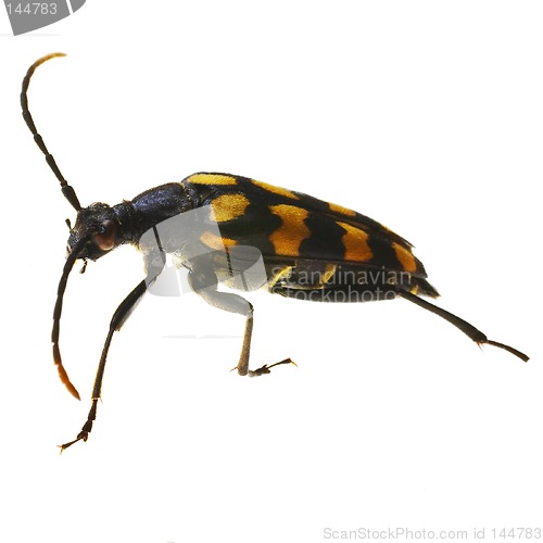 Image of Bug