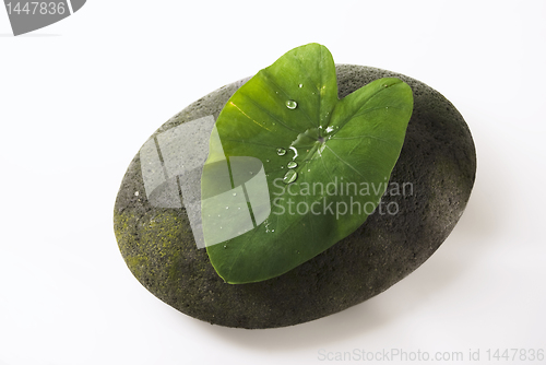 Image of Leaf and Stone