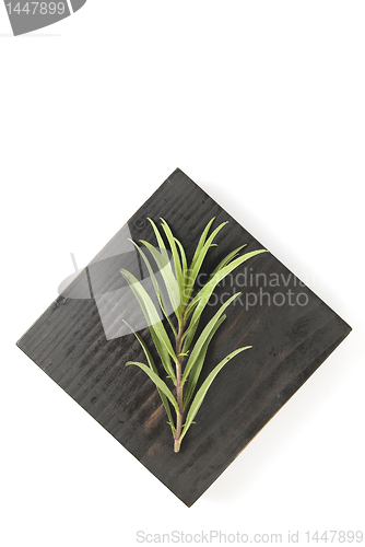 Image of Herb