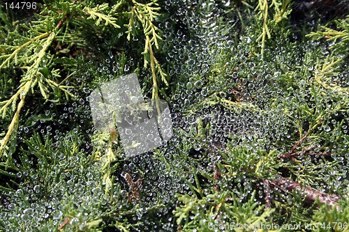Image of Morning dew on cobwebs
