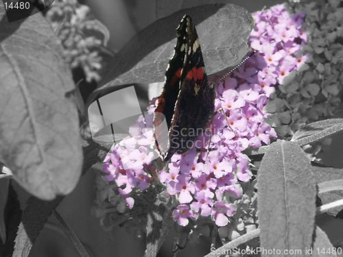 Image of butterfly on a buddlija