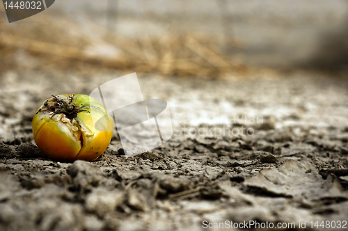 Image of Rooten food on dry soil