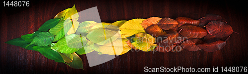 Image of Photo of colorful leaves showing the direction on wooden backgro