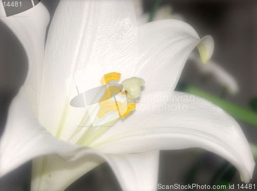 Image of closeup of a lily