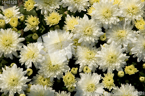 Image of White and yellow chrysanthemums in a garden