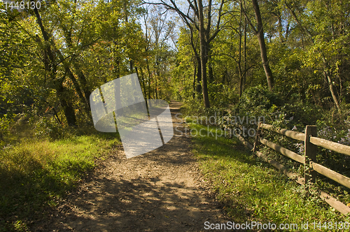 Image of Straight Trail or Dirt Road through Woods