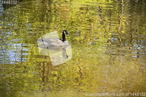 Image of Goose or mallard swimming in a autumn stream