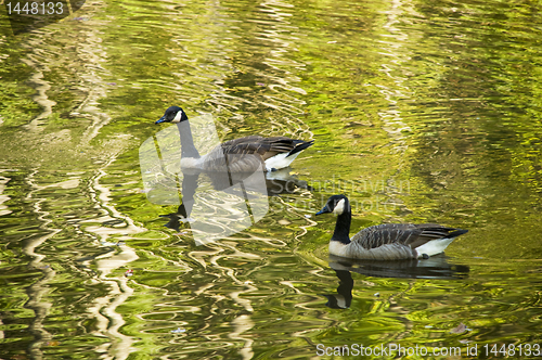 Image of Two geese or mallards swimming in an autumn stream