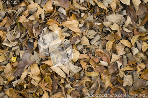 Image of Dried brown autumn leaves