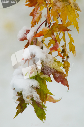 Image of Snow on yellow, orange, green and red autumn leaves