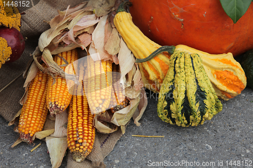 Image of Maize cobs