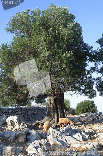 Image of Old olive tree