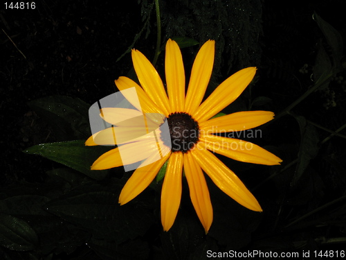 Image of Yellow flower