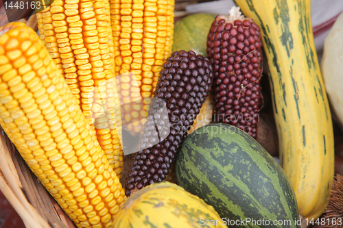 Image of Maize cobs