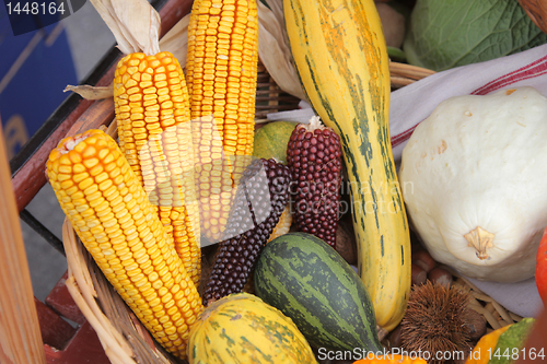 Image of Maize cobs