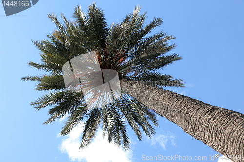 Image of Palm tree