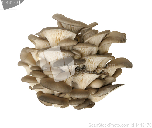 Image of oyster mushroom