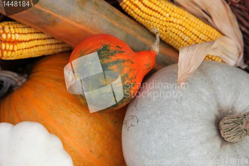 Image of Autumn Harvest