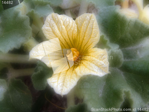 Image of dreamy flower