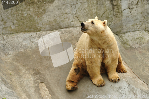 Image of Polar bear