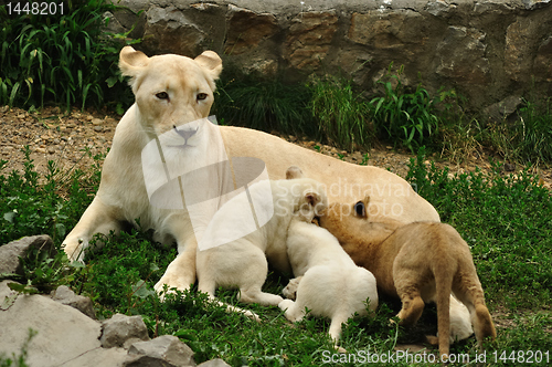 Image of Lioness nurse