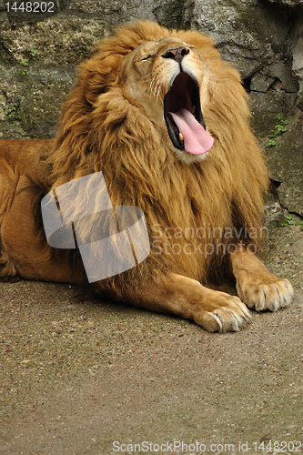 Image of Lion yawning