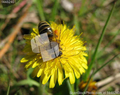 Image of bee collecting pollen