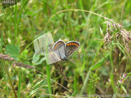 Image of butterfly in grass    