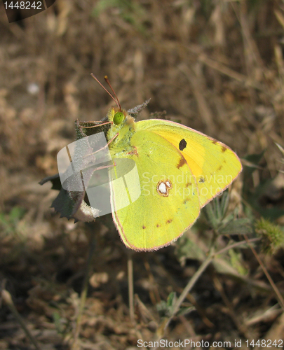 Image of brimstone butterfly