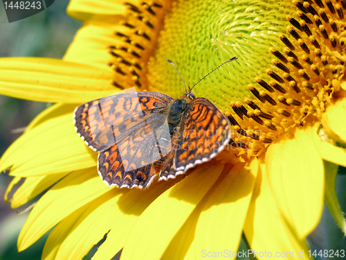 Image of butterfly on sunflower