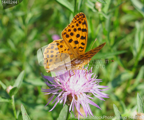 Image of butterfly on cornflower