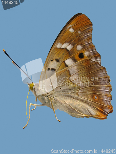 Image of butterfly