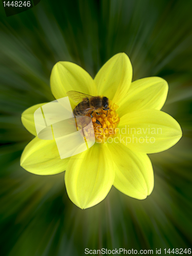 Image of bee on flower