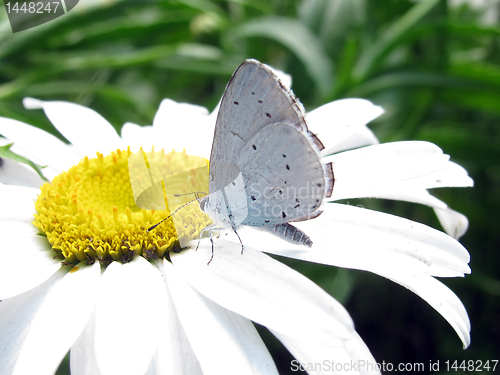 Image of butterfly on camomile