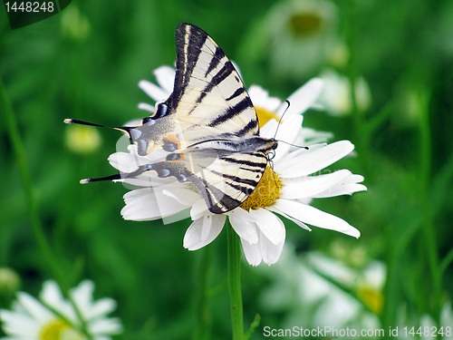 Image of  butterfly on camomile