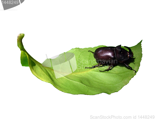 Image of unicorn beetle on a leaf