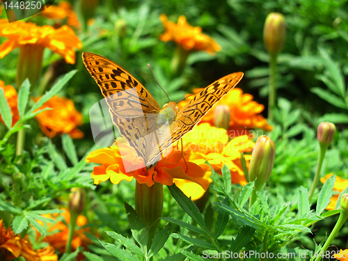 Image of flower bed
