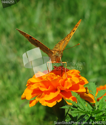 Image of butterfly on marigold