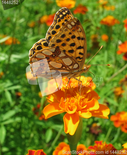 Image of butterfly (Silver-washed Fritillary)