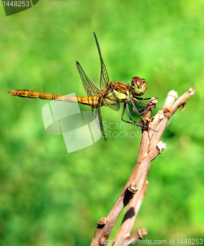 Image of dragonfly