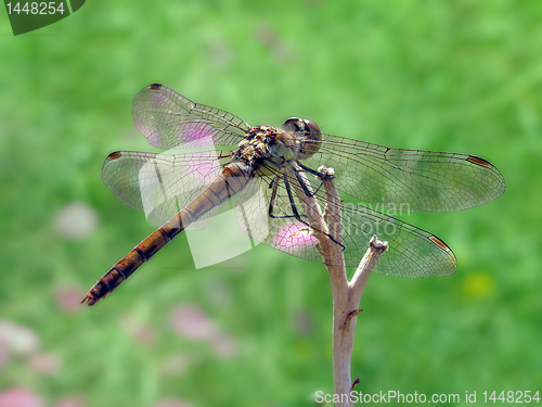 Image of dragonfly 
