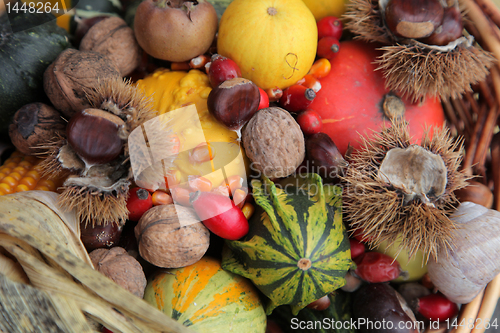 Image of Autumn Harvest