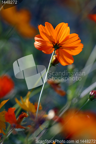Image of Yellow flower